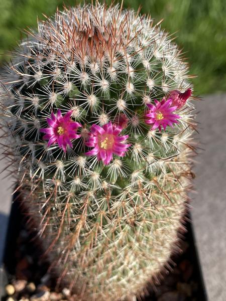 Mammillaria rekoi leptacantha